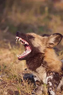Okavango: Wild dog (Lycaon pictus), yawning, animal portrait