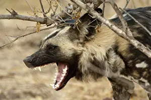Growling: Wild Dog - with mouth open snarling