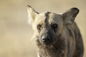 150818: Wild dog - portrait - Botswana, Africa
