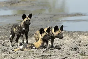 Hunters: Wild dog - pups - Botswana, Africa