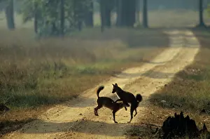Alpinus: Wild Dogs / Dholes - playing