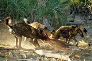 Frenzy: Wild Dogs - feeding frenzy