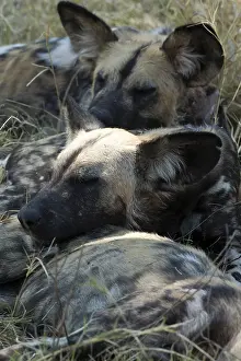Pictus: Wild dogs - sleeping - Botswana, Africa