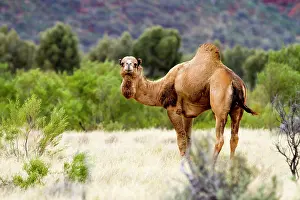 Camels: Wild dromedary (Camelus dromedarius), Northern Territory