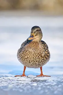 Mallard: Wild duck (Anas platyrhynchos) female, standing on a frozen
