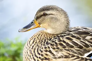 Mallard: Wild duck (Anas platyrhynchos) female, portrait, Bavaria