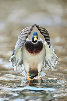 Platyrhynchos: Wild duck (Anas platyrhynchos) landing on a lake