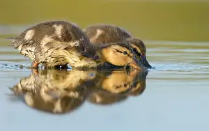 Duckling: Two Wild Ducklings (Anas platyrhynchos) foragin