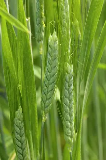 Fore: Wild Emmer wheat, a fore-runner of modern wheat