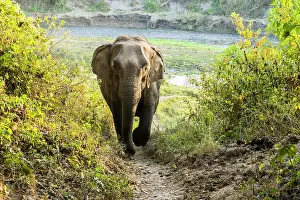 Landmarks: Wild female Asian elephant (Elephas maximus) walking