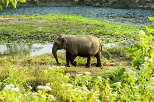 Chitwan: Wild female Asian elephant (Elephas maximus) walking