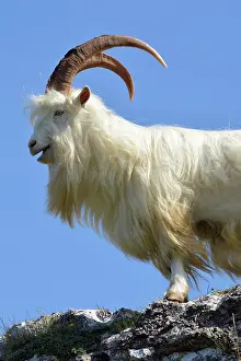 Hircus: Wild (feral) Goat, adult male; Great Orme Head
