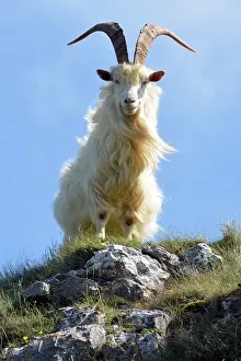 Hircus: Wild (feral) Goat, adult male; Great Orme Head