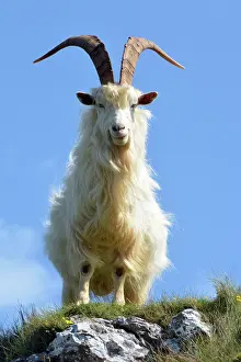 Hircus: Wild (feral) Goat, adult male; Great Orme Head