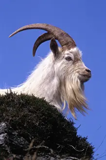 Mull: Wild feral goat Carradale Bay Mull of Kintyre Scotland UK