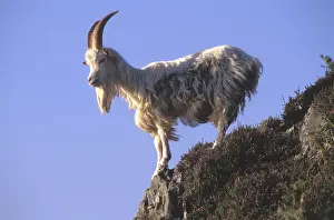 Mull: Wild feral goat Carradale Bay Mull of Kintyre Scotland UK