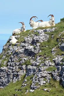 Hircus: Wild (feral) Goats, adult males; Great Orme Head