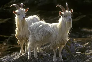 Mull: Wild feral goats Carradale Bay Mull of Kintyre Scotland UK