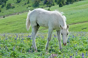 Colts: Wild / Feral Horse - colt