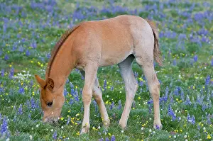 Colts: Wild / Feral Horse - colt feeding