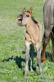 Neighing: Wild / Feral Horse - colt with mouth open