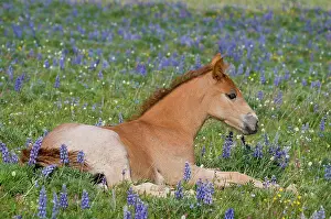Colts: Wild / Feral Horse - colt resting among wildflowers