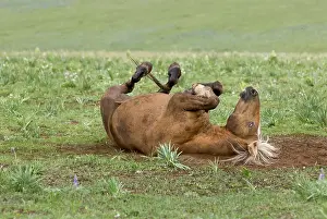Colts: Wild / Feral Horse - colt rolling on its back