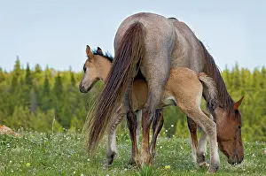 Colts: Wild / Feral Horse - mare with colt
