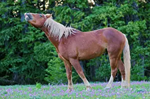 Flehmen: Wild / Feral Horse - stallion - smelling - flehmen