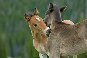 Colts: Wild / Feral Horses - colt