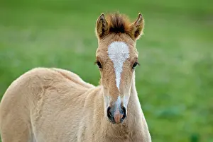Colts: Wild / Feral Horses - colt