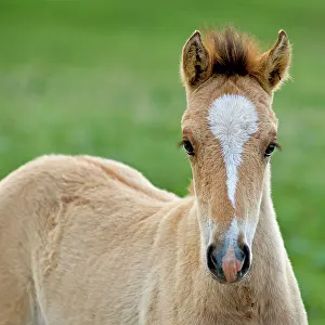 Colts: Wild / Feral Horses - colt