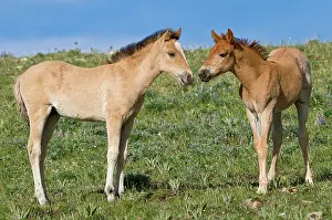 Colts: Wild / Feral Horses - colt