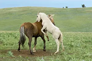 Colts: Wild / Feral Horses - colt playing with herd stallion