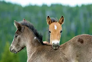 Colts: Wild / Feral Horses - colts