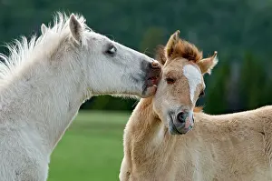 Colts: Wild / Feral Horses - colts