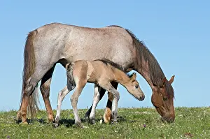 Colts: Wild / Feral Horses - mare with colt