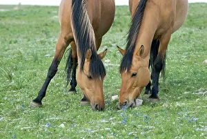 Daughter: Wild / Feral Horses - mares (quite possibly a mother