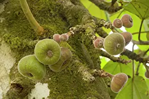 Figs: A wild fig, in fruit