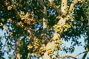 Figs: Wild Fig Fruit