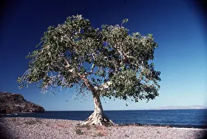 Bonnie Weisser: WILD FIG TREE