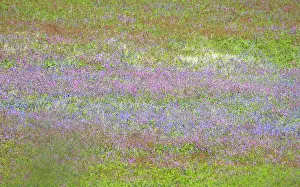 Focus: Wild flower meadow