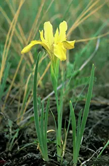 Irises: Wild flowering Yellow Iris