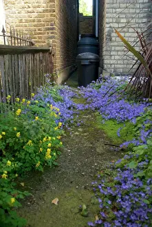 Campanula: Wild Flowers - Campanula - Yellow Fumitory / Corydalis