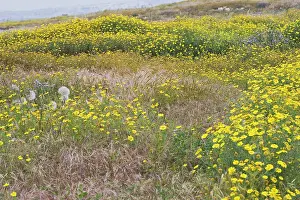 Cyrpus: Wild flowers - Cyprus meadow
