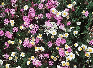 Mayweed: WILD FLOWERS - Mayweeds and Catchflies, close-up