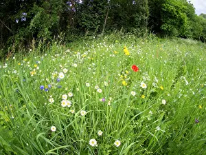 Vale: Wild flowers in urban park - Westley Vale Birmingham UK