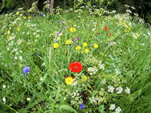 Vale: Wild flowers in urban park - Westley Vale Birmingham UK