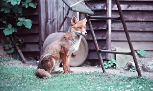 Ian Beames: WILD FOX