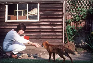 Ian Beames: Wild Fox - Being fed by hand in suburban garden